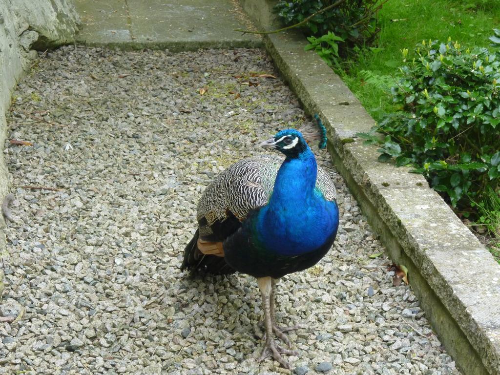 Toadhall Rooms Muchalls Ruang foto